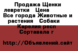 Продажа Щенки левретки › Цена ­ 40 000 - Все города Животные и растения » Собаки   . Карелия респ.,Сортавала г.